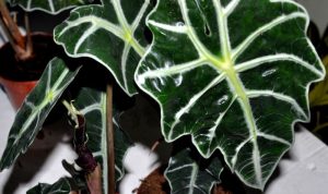 Elephant ear plant flowering