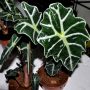 Elephant ear plant flowering