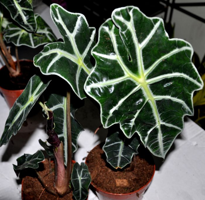 Elephant ear plant flowering