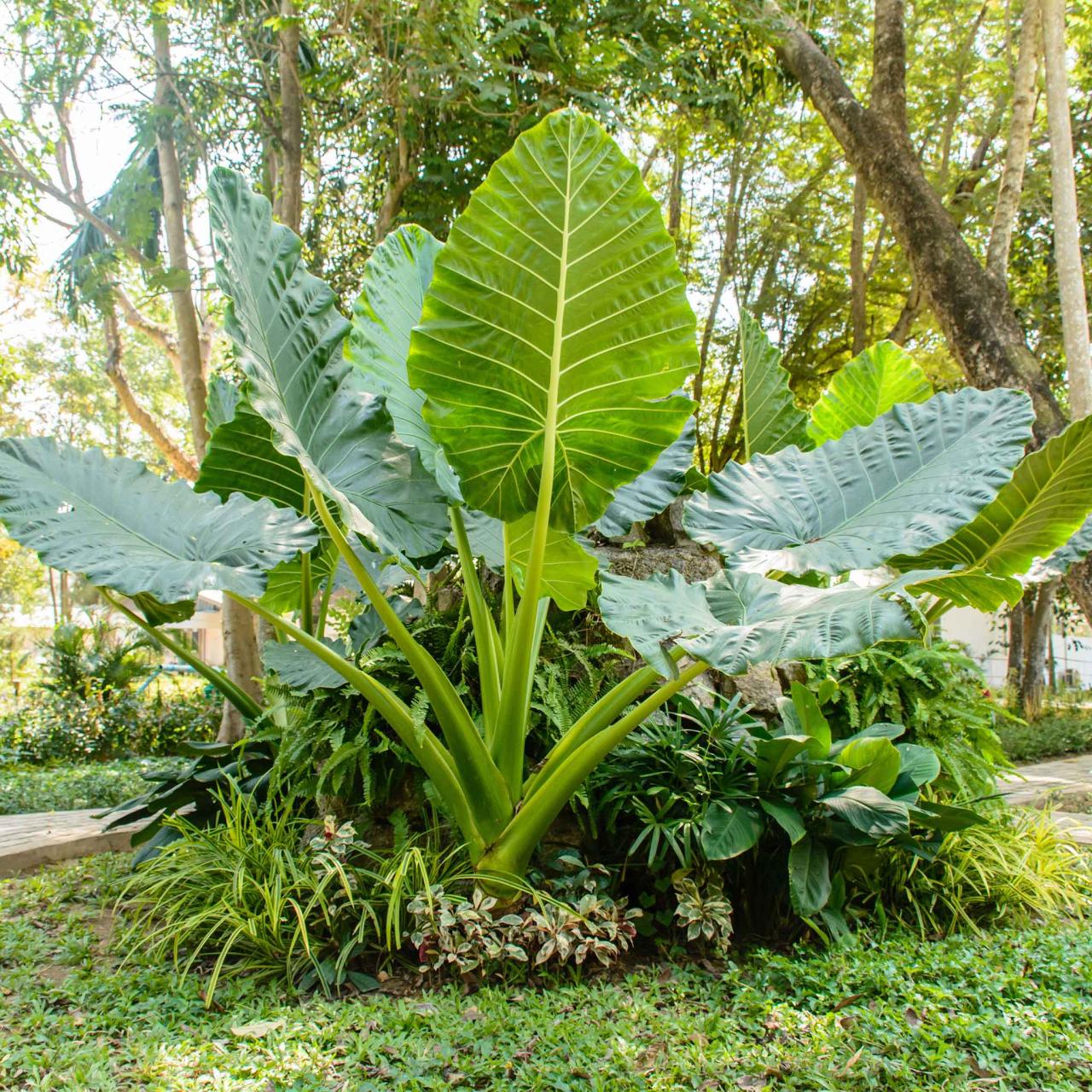 Elephant ear plant flowering